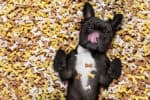 How to ship pet food and supplies