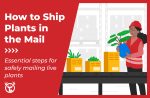 How To Ship Plants in the Mail: The Ultimate Guide