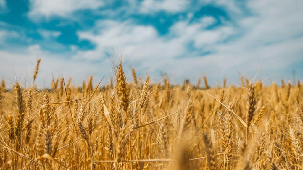 wheat field highlight's Ukraine's role in global supply chains